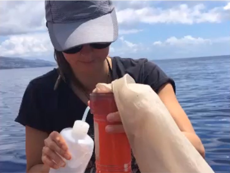 Ep. 28 | Annalisa Sambolino: bióloga estuda presença de microplásticos e de substâncias químicas derivadas na cadeia trófica marinha