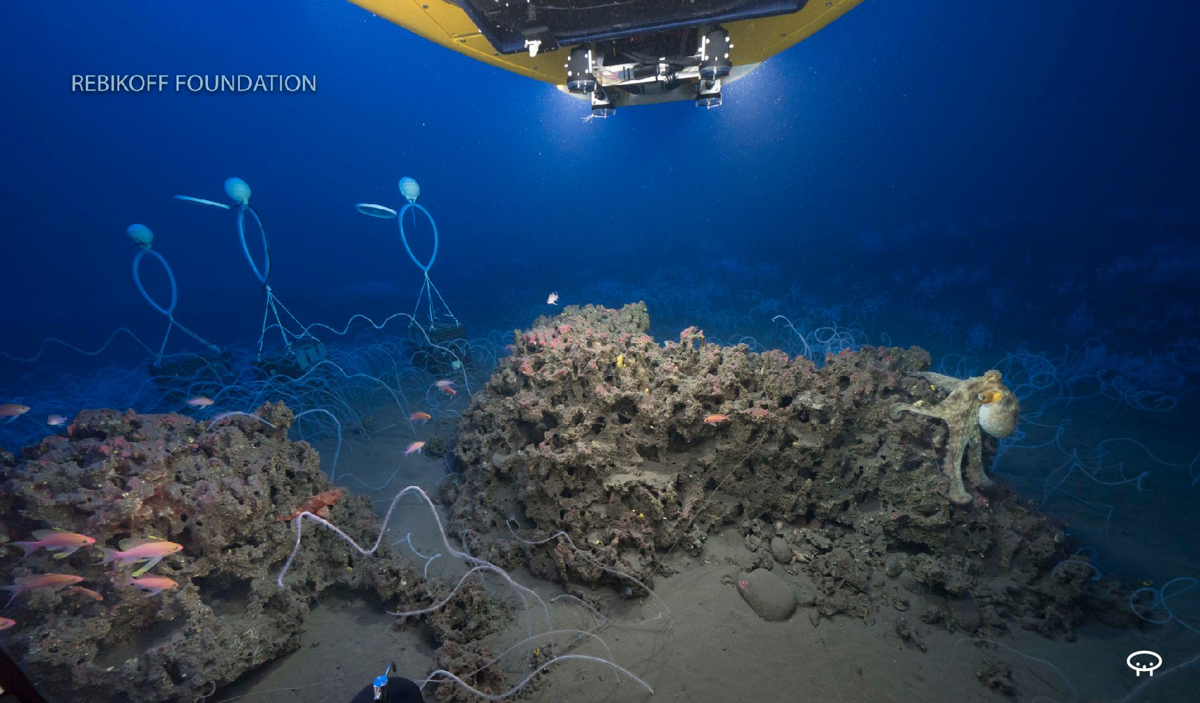 MARE-Madeira/ARDITI publicam estudo pioneiro sobre mar profundo na Madeira